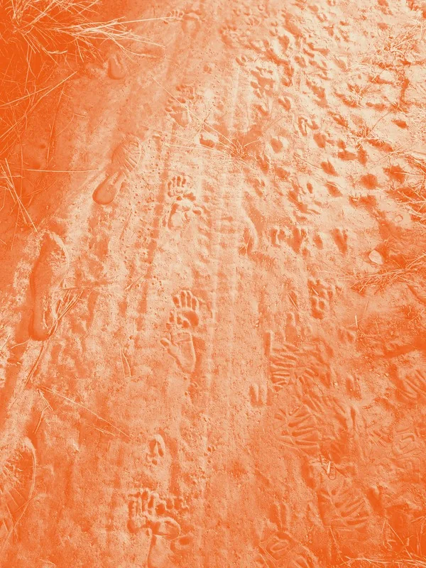 Huellas de animales y de manos marcadas en la tierra