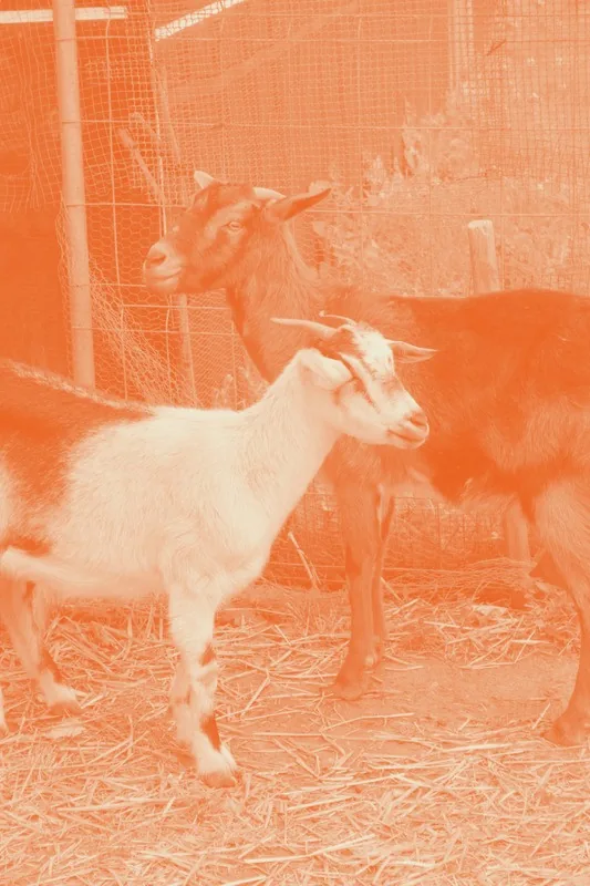 Cabras de la granja de Casablanca